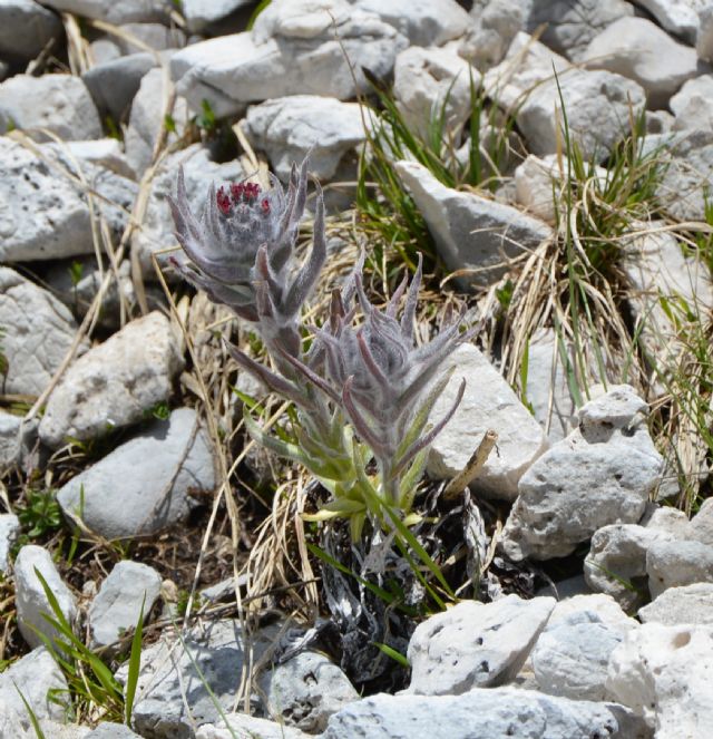 Cynoglossum magellense / Lingua di cane della Majella